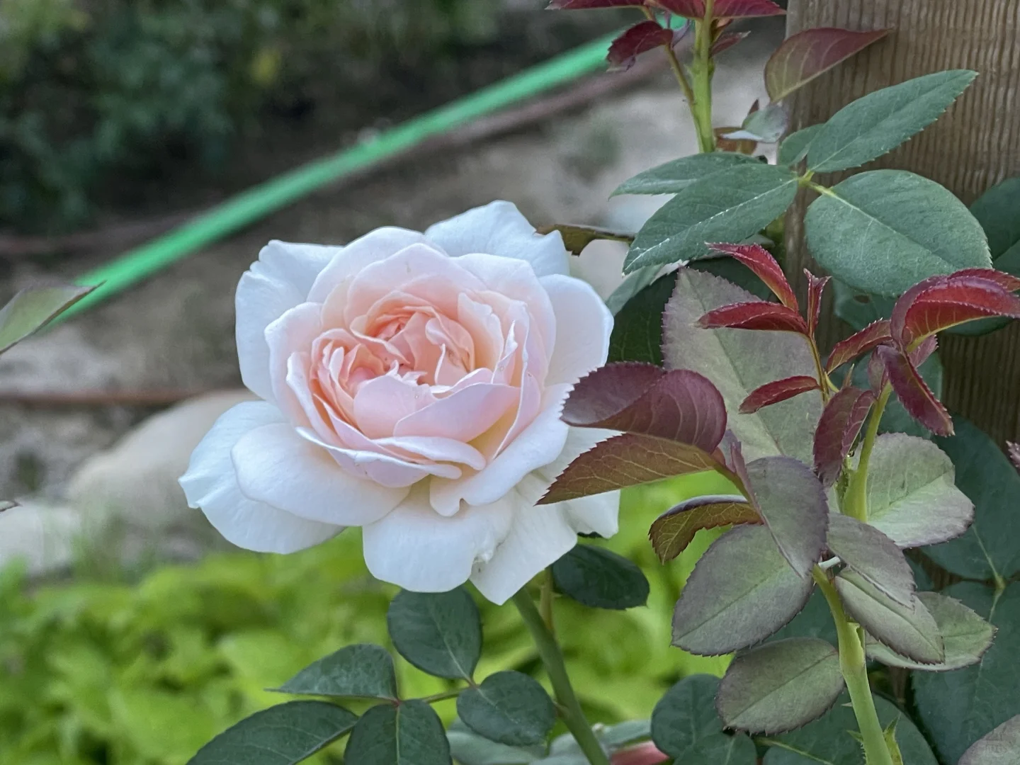夏日玫瑰