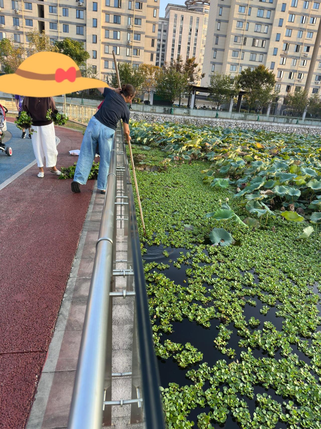 路过公园，只见一个中年妇女正用长长的竹杆在捞潭面的水葫芦，不禁好奇，驻足观看，中