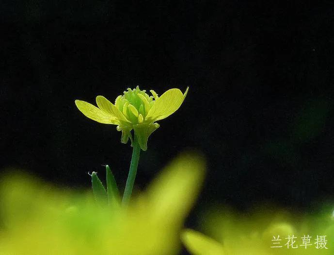 金黄亮眼的毛茛。
松下相机拍摄于公园的绿篱树下。