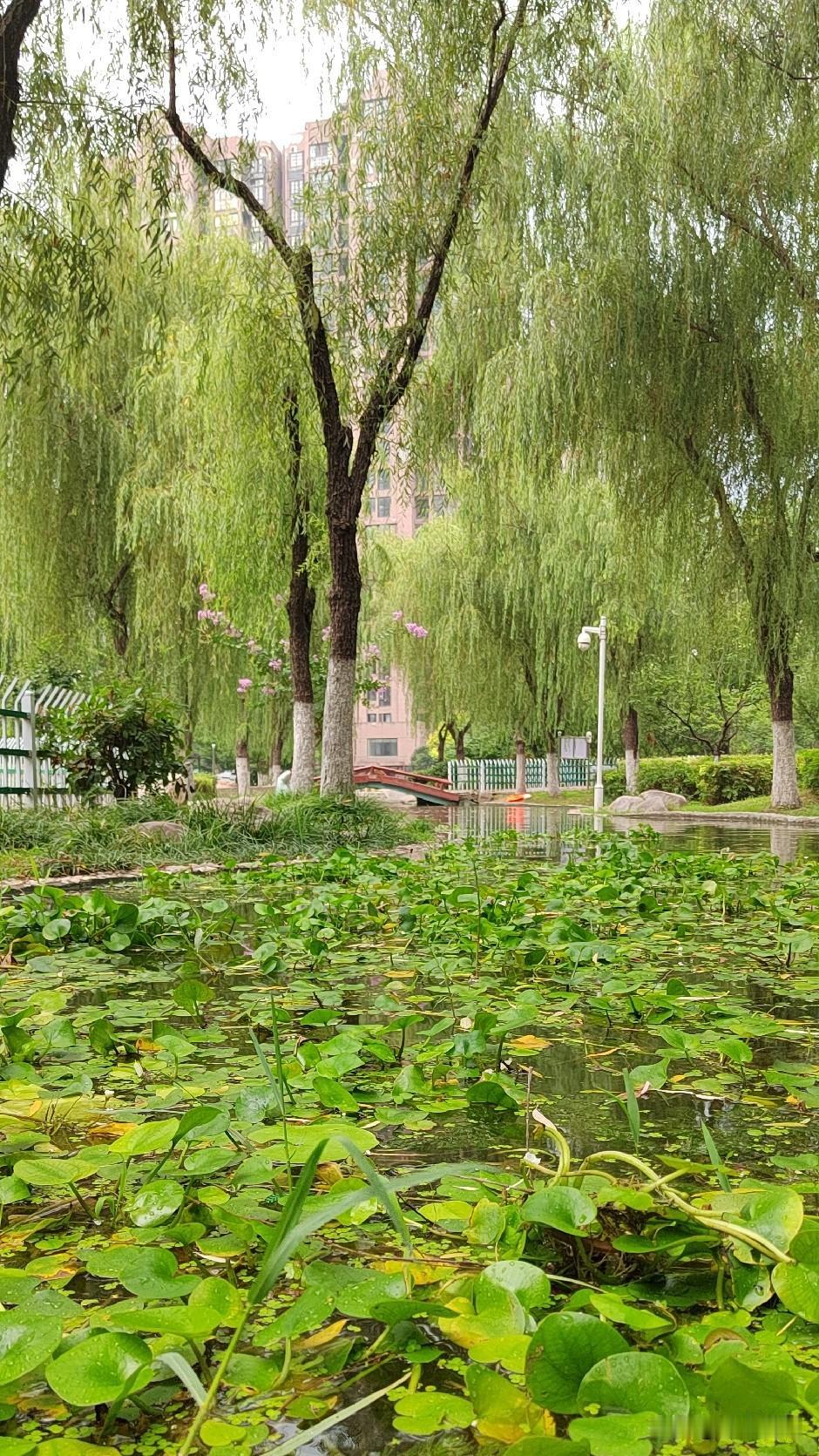 《午后骤雨》
     夏日之雨，向来毫无预兆。吃过午饭，我在小区随意漫步，刚到