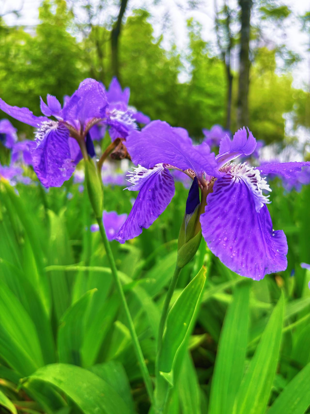 湖边鸢尾花开了

兴庆公园的湖边，有一片不起眼的湿地。平日路过，只当是寻常的草滩
