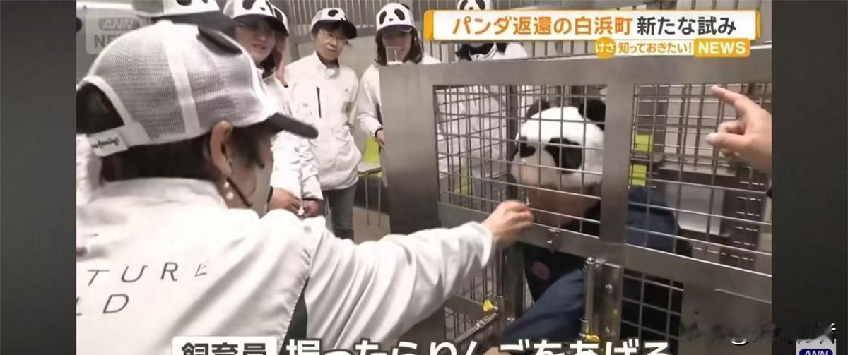 日本动物园“神操作”：人类扮演熊猫，游客能摸还能抽血？

近日，位于日本和歌山县