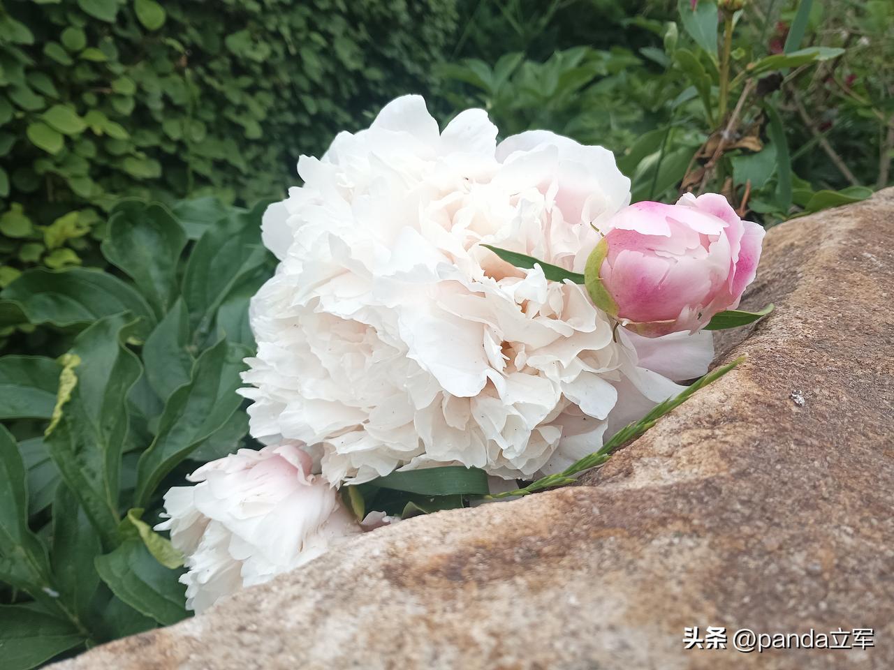 公园管理处回应
这挺吓人的，谁没事去湖面躺着，不过，这也是功夫，一般人做不到。