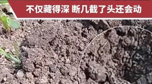 太恐怖了！安徽，一女子在自家菜地割菜，当她伸手拨开菜叶时，发现一条小蛇盘踞其中，