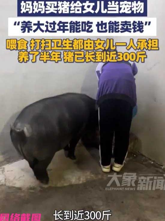 贵州平塘有位妈妈，为满足女儿养宠物的愿望，没有选择猫狗饲养而是直接买来一只小猪仔