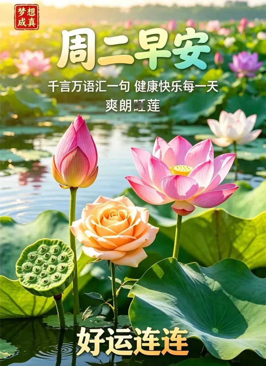 8.25日🌹🍎早上好😀🌹
伏尽秋来，福运绵延！愿我们阖家幸福安康、平安喜