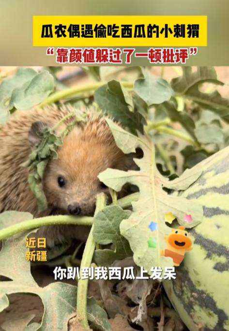 “太可爱了！”新疆，一瓜农去地里看西瓜，结果发现西瓜被啃了个大窟窿，而“罪魁祸首