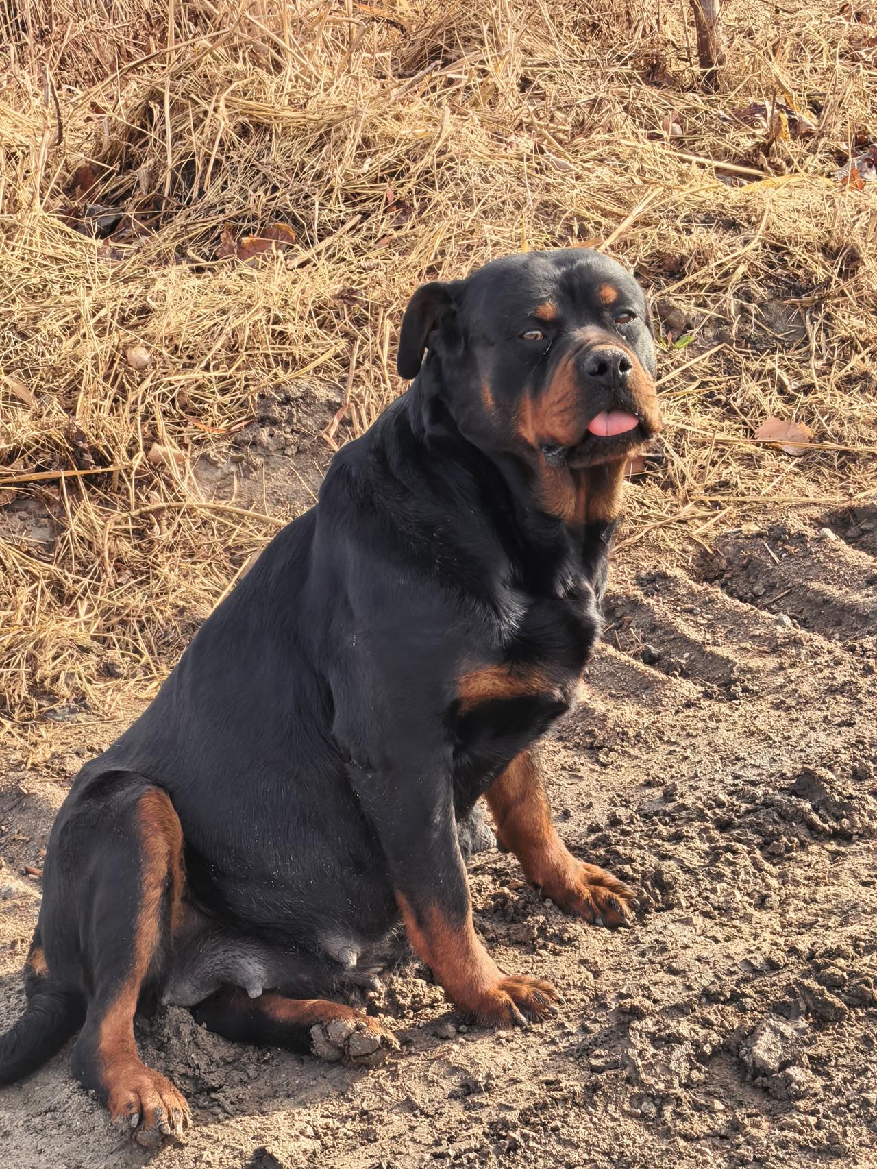 待产中的米卡（罗威纳）[祈祷][祈祷][祈祷]