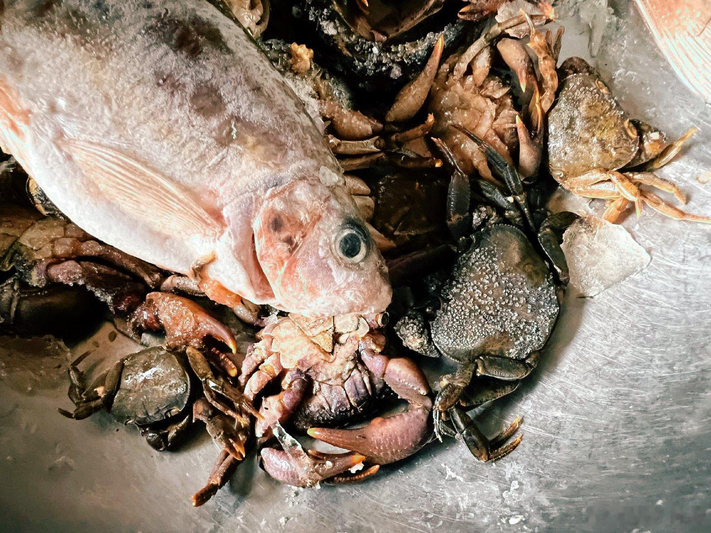 鱼🐟对蟹🦀说：人要对我下狠手了🦀不解的看着🐟……冒个泡