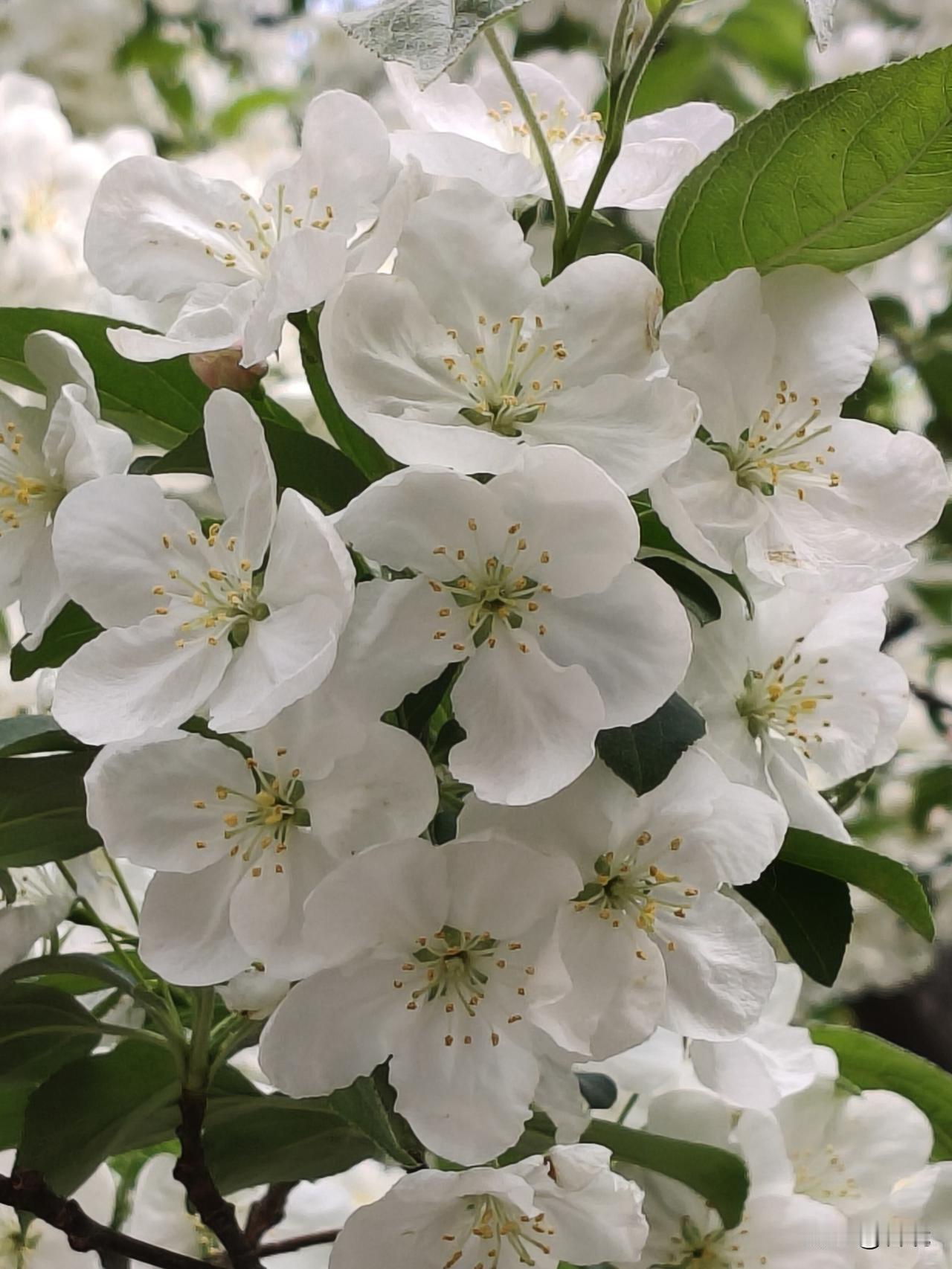 波斯海棠
海棠花溪的海棠花展，两棵波斯海棠出尽了风头。
满树繁花，花朵硕大洁白，