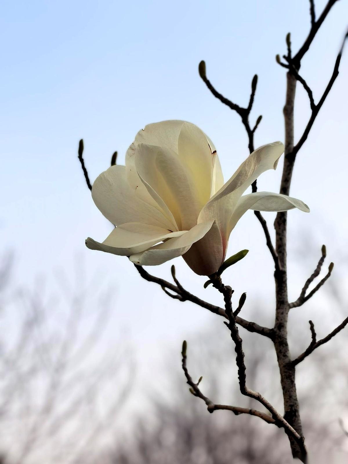 刷到张雪峰老师的消息，41岁。
第一反应不是惋惜，竟然是一种“果然如此”的凉意。