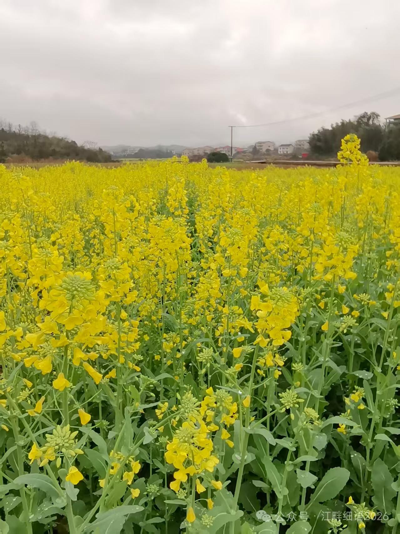 天净沙·油菜花
平畴万里金黄，
轻风十里幽香，
蝶舞蜂飞景旺。
娇姿怒放，
田园