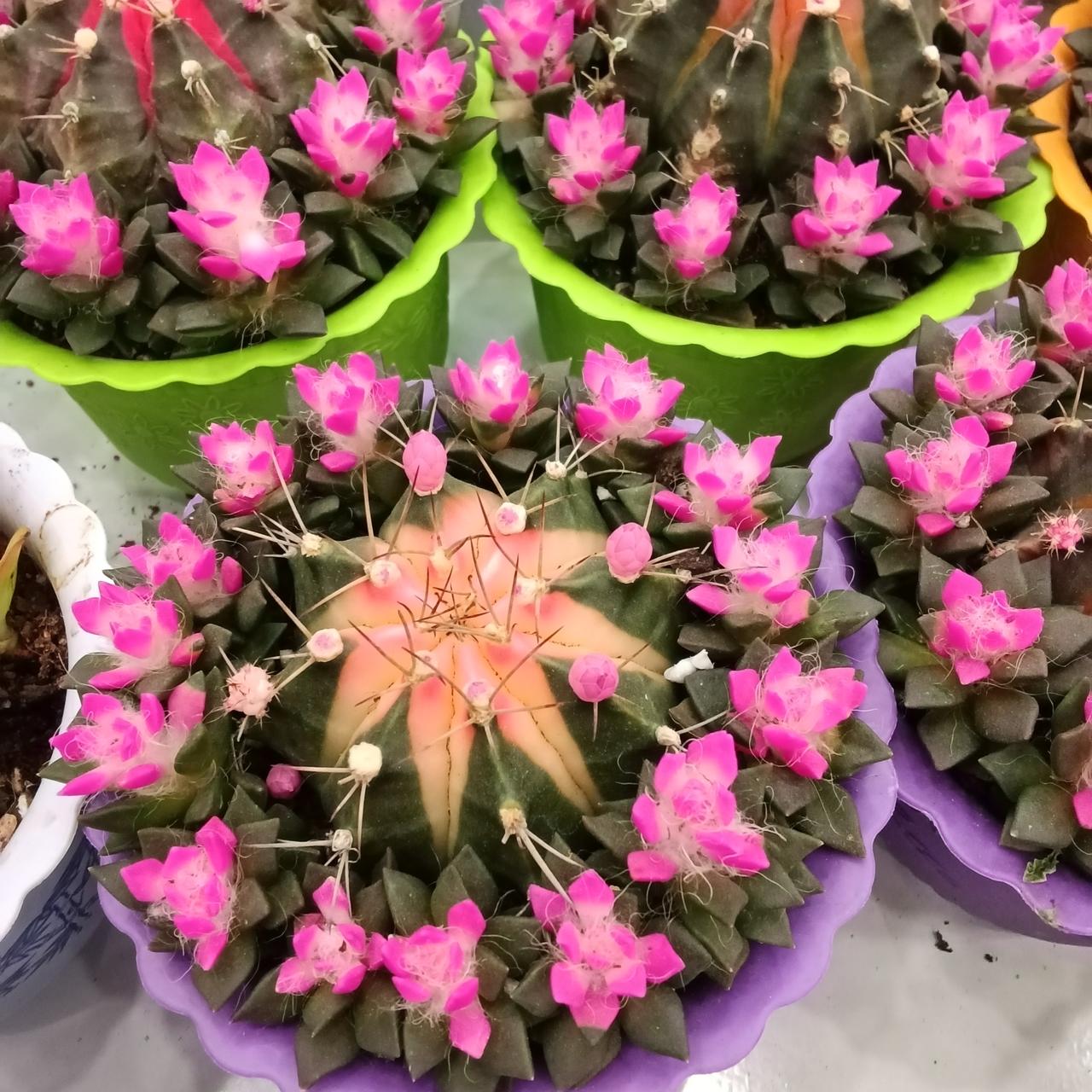 佳节同源 根脉同亲 统一是民心所向
 
一位台湾青年的发问直击本质、引人共鸣，收