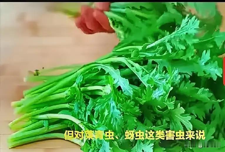 基本不打农药的十种蔬菜真的吗？

1. 香菜：特殊香气能驱虫，虫子不爱靠近，农残