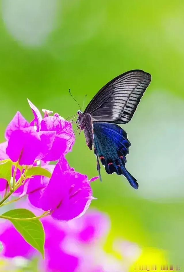 又是一年桃花红，
人面桃花春意浓。
回眸一笑花枝俏，
赞美佳句在诗中。