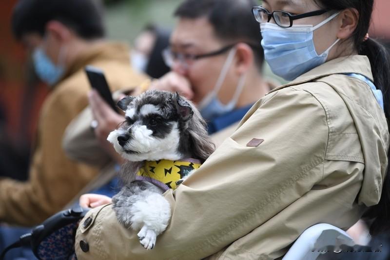 近日河南李先生在逗弄爱犬时不慎被咬伤手指，当时未予重视。令人意外的是，次日这条狗
