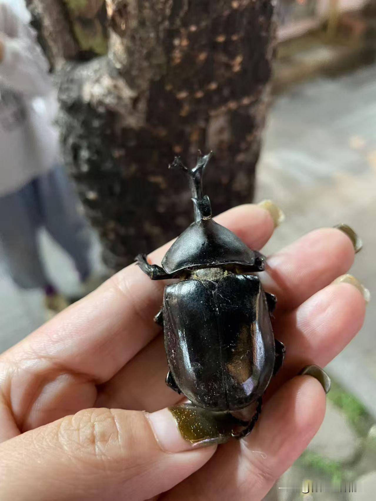 教大家一句歇后语：屎壳郎扛大刀——开始