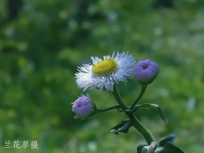 春飞蓬。
松下相机拍摄于广袤的绿野。