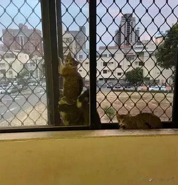 4猫在窗台看风景，非挤在一起，结果底下的猫被压到变形了！ ​​​