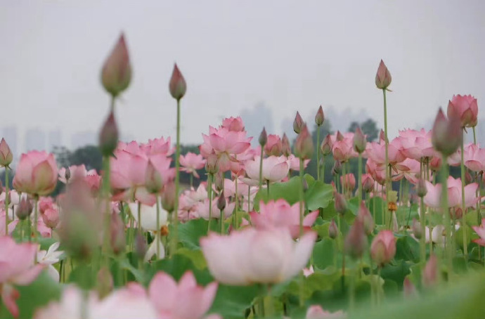 “  荷花百里开 ...  ” 