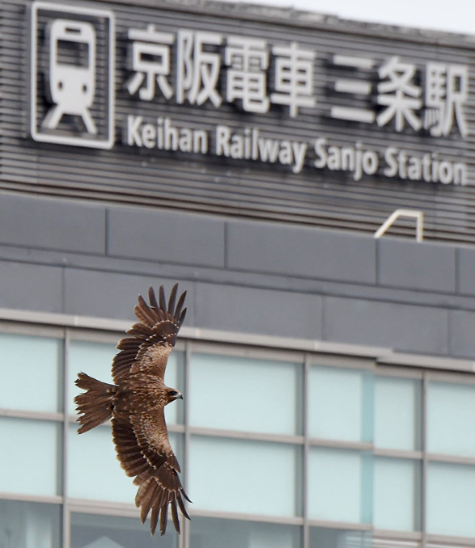 鳶（とび，鵄，Milvus migrans）中文叫黑鸢，俗称老鹰、老鸢、鸡屎鹰（