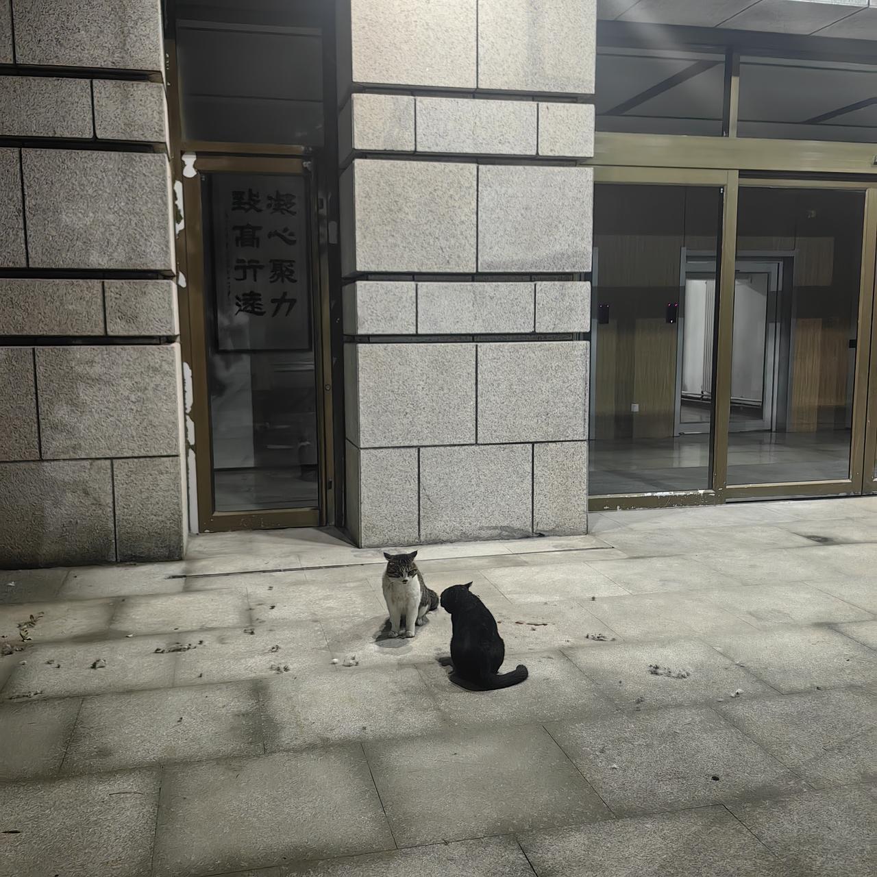 楼下猫界“深夜辩手”，我在旁边听懵了
 晚上下楼散步，刚走到大楼入口那块儿，就被