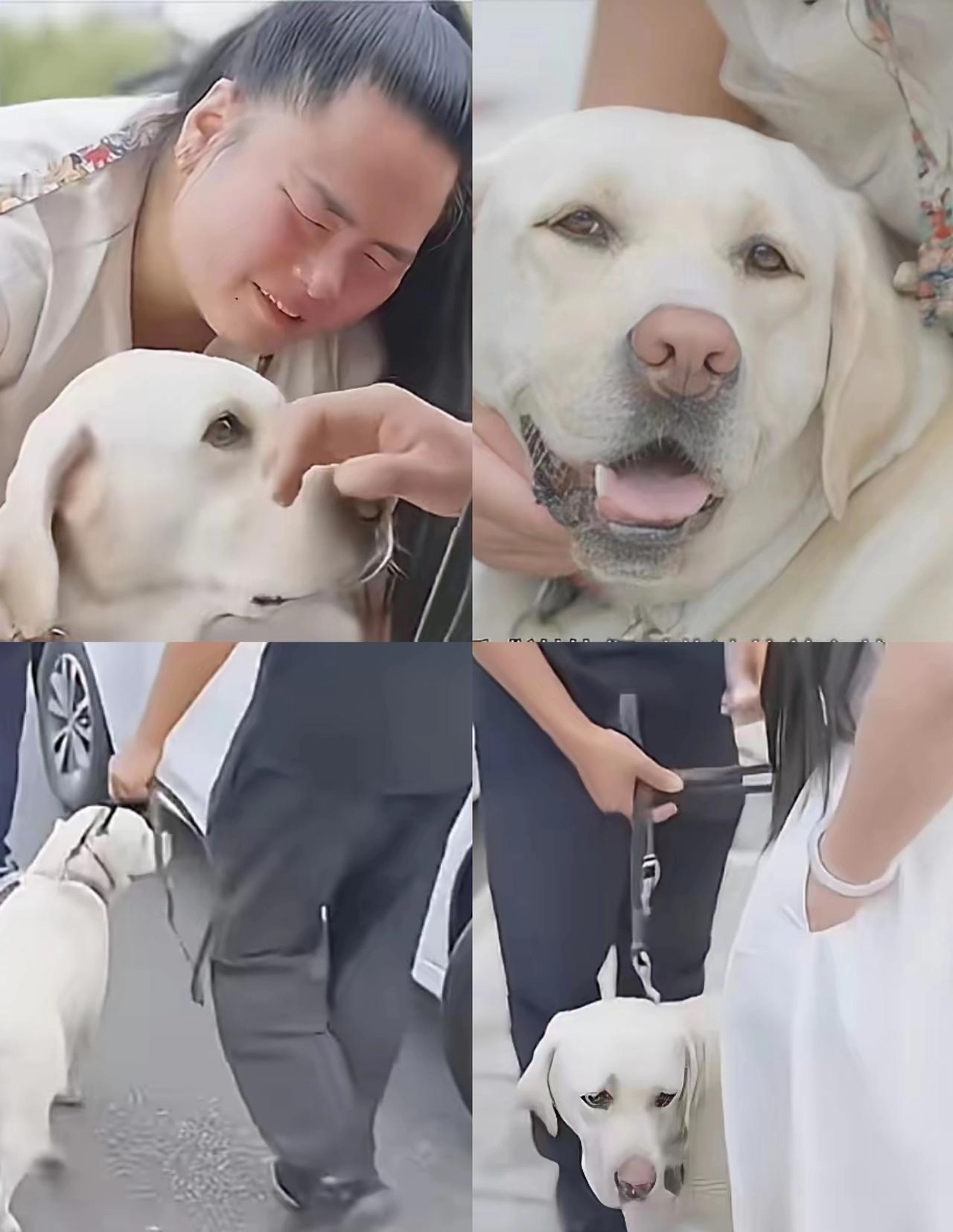 带主人爬泰山的导盲犬芬迪
终于返回大连基地！
尽管王女士表现得恋恋不舍，连声呼唤