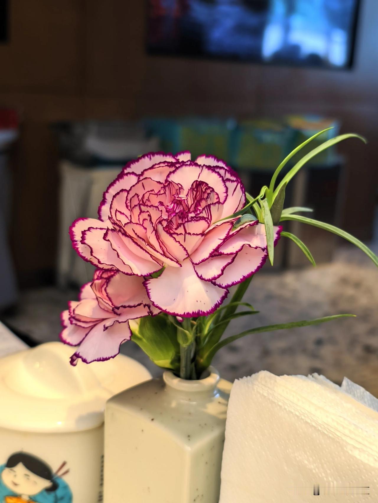 花草观察日记