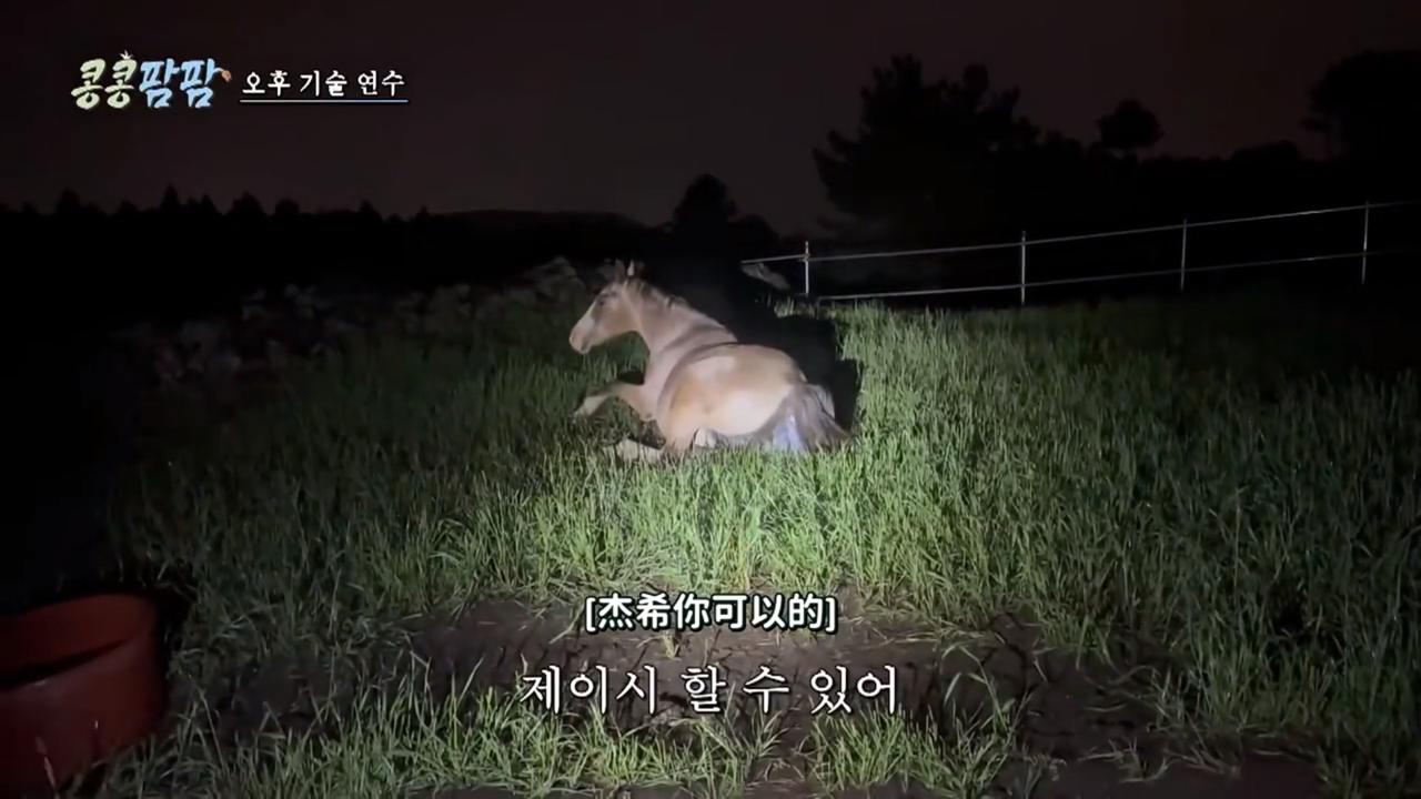 夏日生活打卡季我以前就知道怀孕的马儿特别特别敏感，也知道“小马生下来的时候必须要