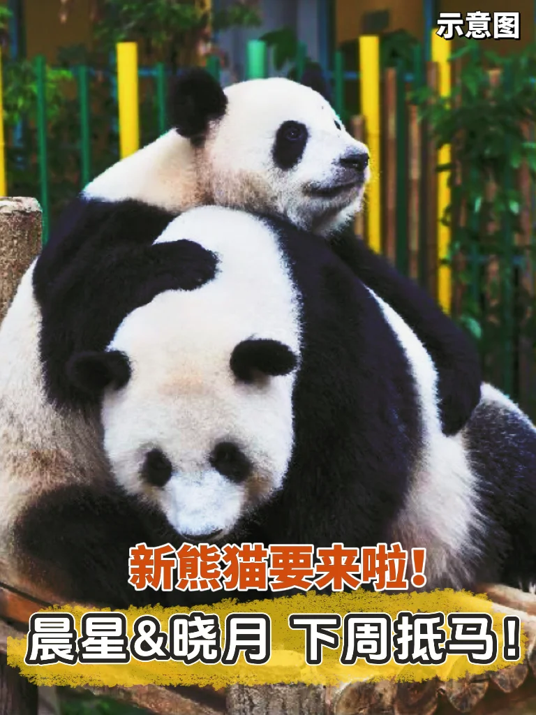 🇲🇾大马下周起又有新熊猫啦！