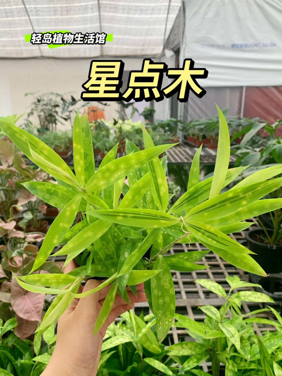 💫星点木，璀璨如星的自然瑰宝💫