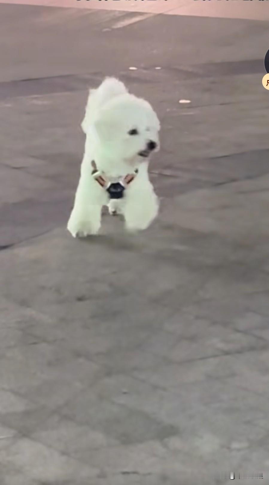 主人故意跟狗狗开了个玩笑，突然把自己藏了起来，这可把狗狗吓得不轻。它神情慌张，四