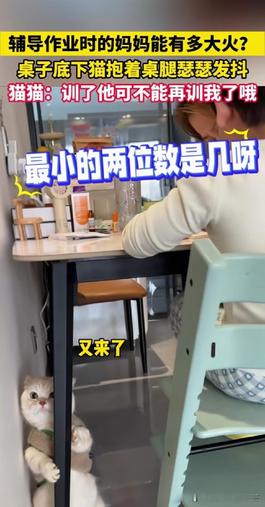 要不是它的脚动了一下，我都怀疑是只假猫[大笑]