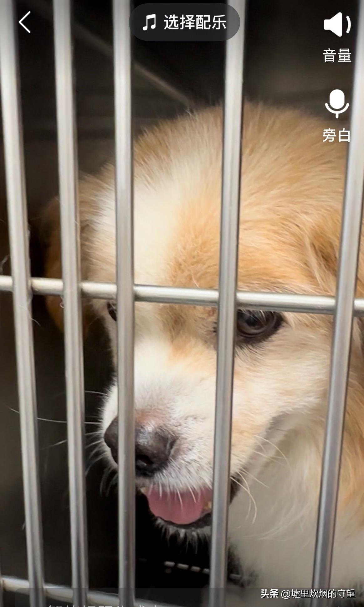 我家小狗十八岁

2025 年9月27日，狗狗的术前检查结果出来了。

医生打电