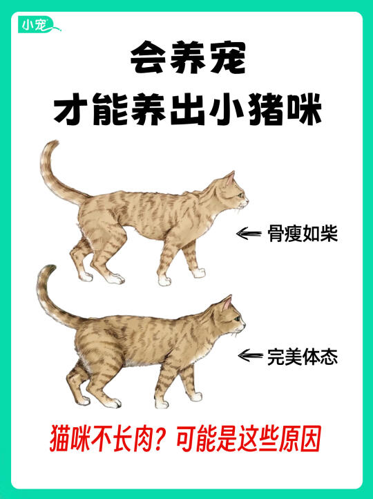 会养宠，才能养出小猪咪！