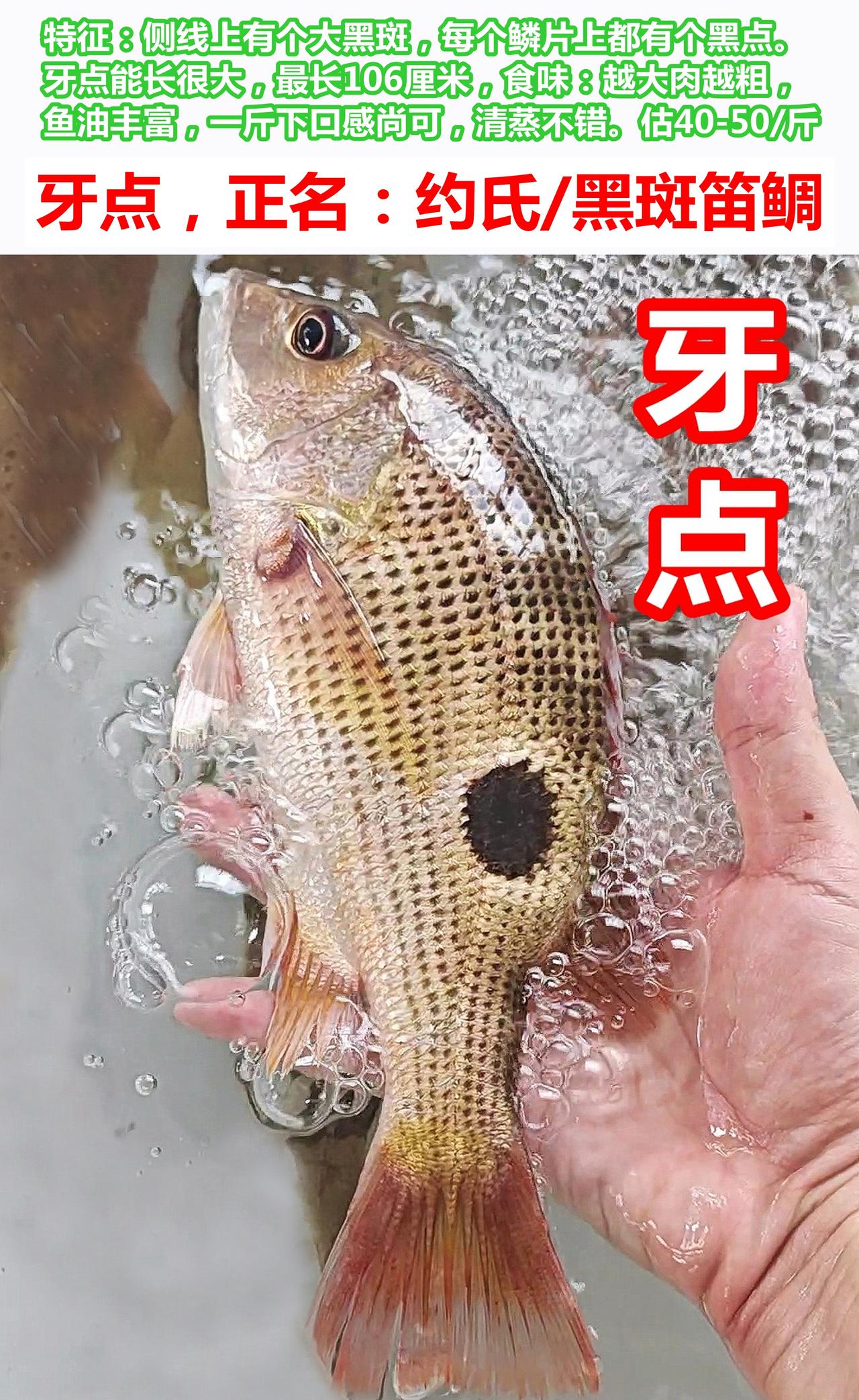 牙点(约氏笛鲷)，肉粗有油香，小的清蒸尚可

牙点，正名：约氏笛鲷/黑斑笛鲷。
