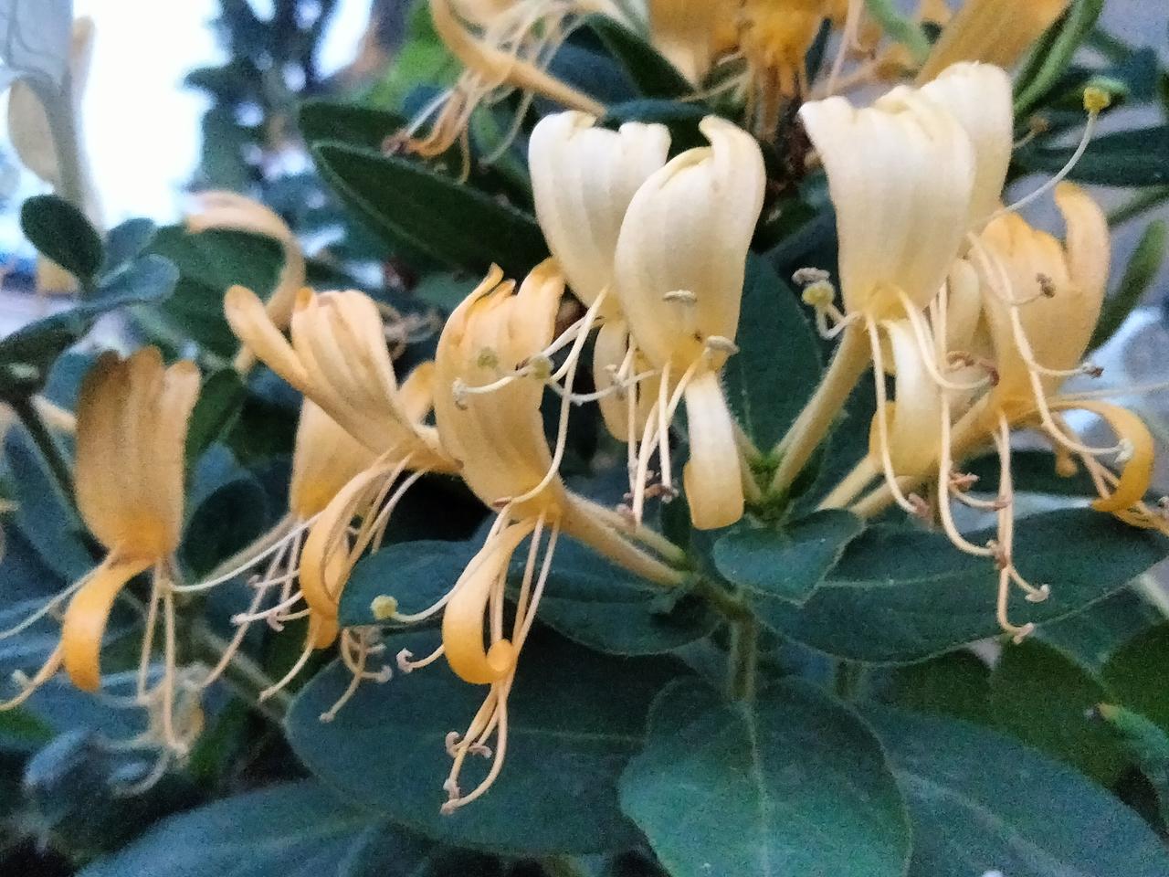 金银花花金银。
