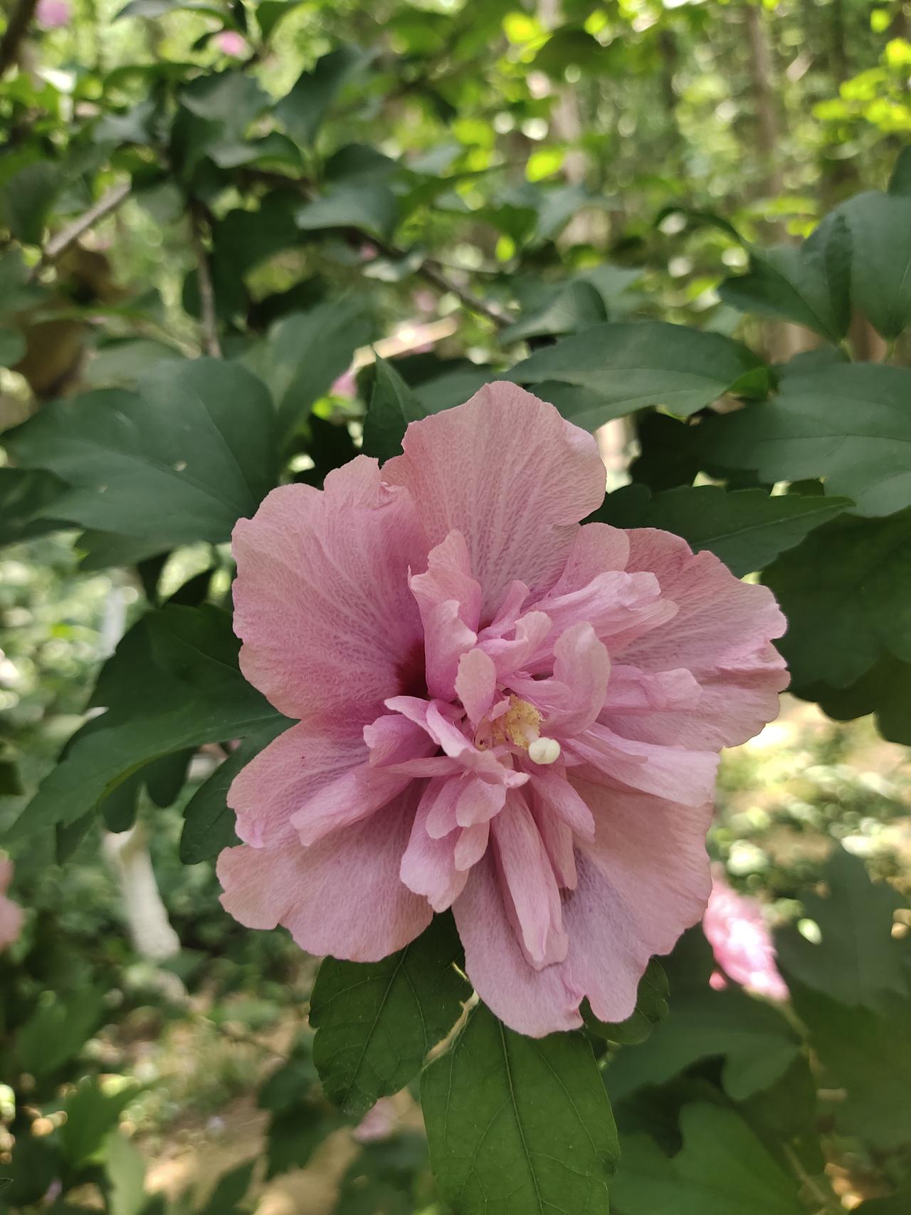 公园里的木槿花开了，那叫一个绚烂。我去公园溜达时，瞬间被那一片木槿花吸引了。粉紫