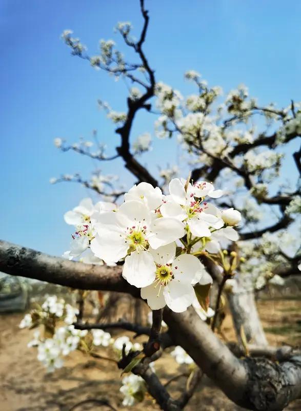 这首《七绝•梨云胜雪》简直把春日梨园美景写活了。“漫卷梨云缀草堂”，如雪的梨花像