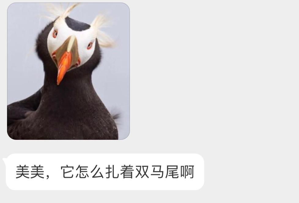 ？？？戴着面具的簇羽海鹦双马尾Hhhhhh ​​​