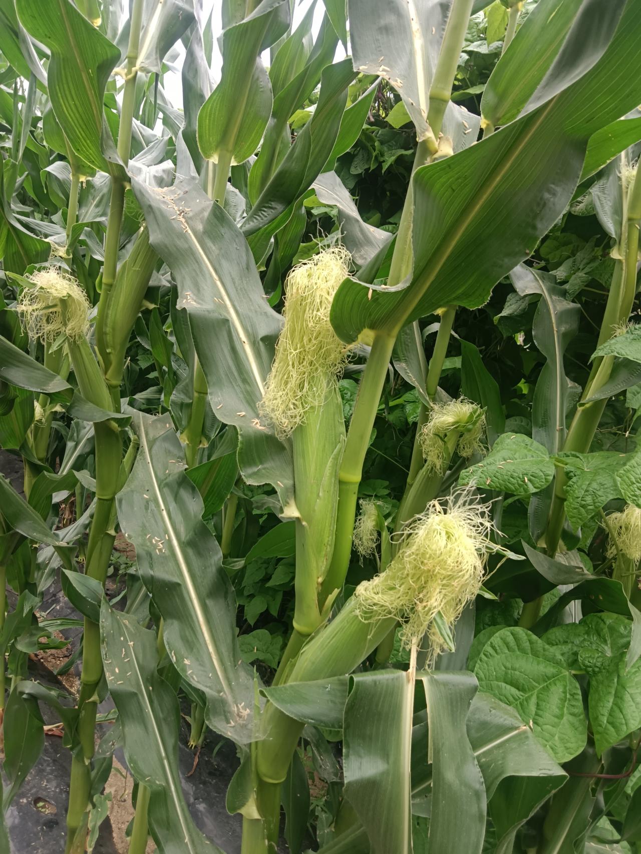 我的小菜园真好
到啥时候就吃啥时候的菜
虽然不值钱
但是吃着方便不用去买
[大笑