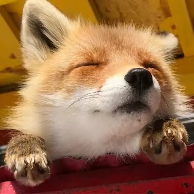 和狐狸击掌吧狐爪对外原则  专栏 · 狐狸狐狸狐狸