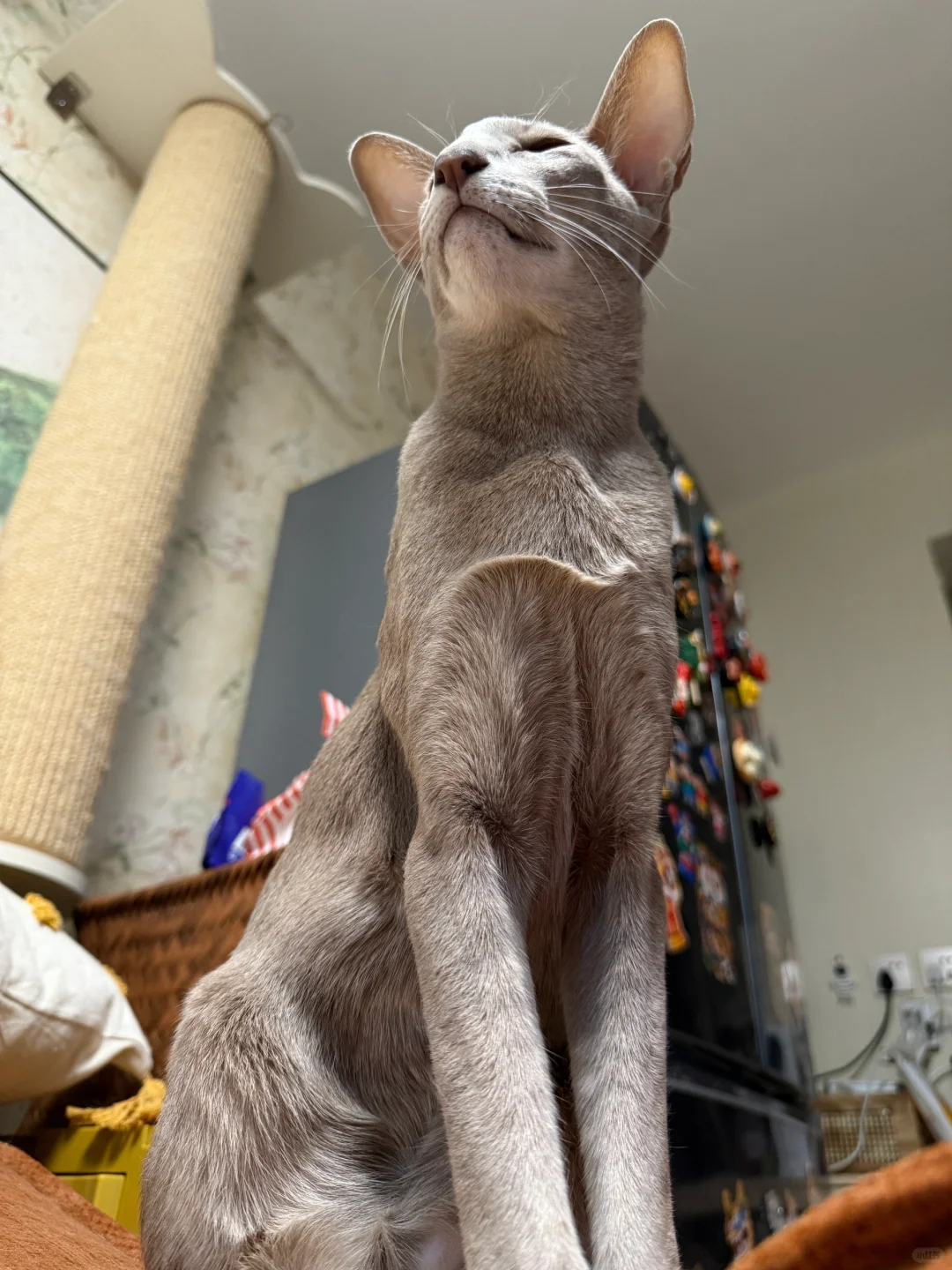 进击的巨猫-多比