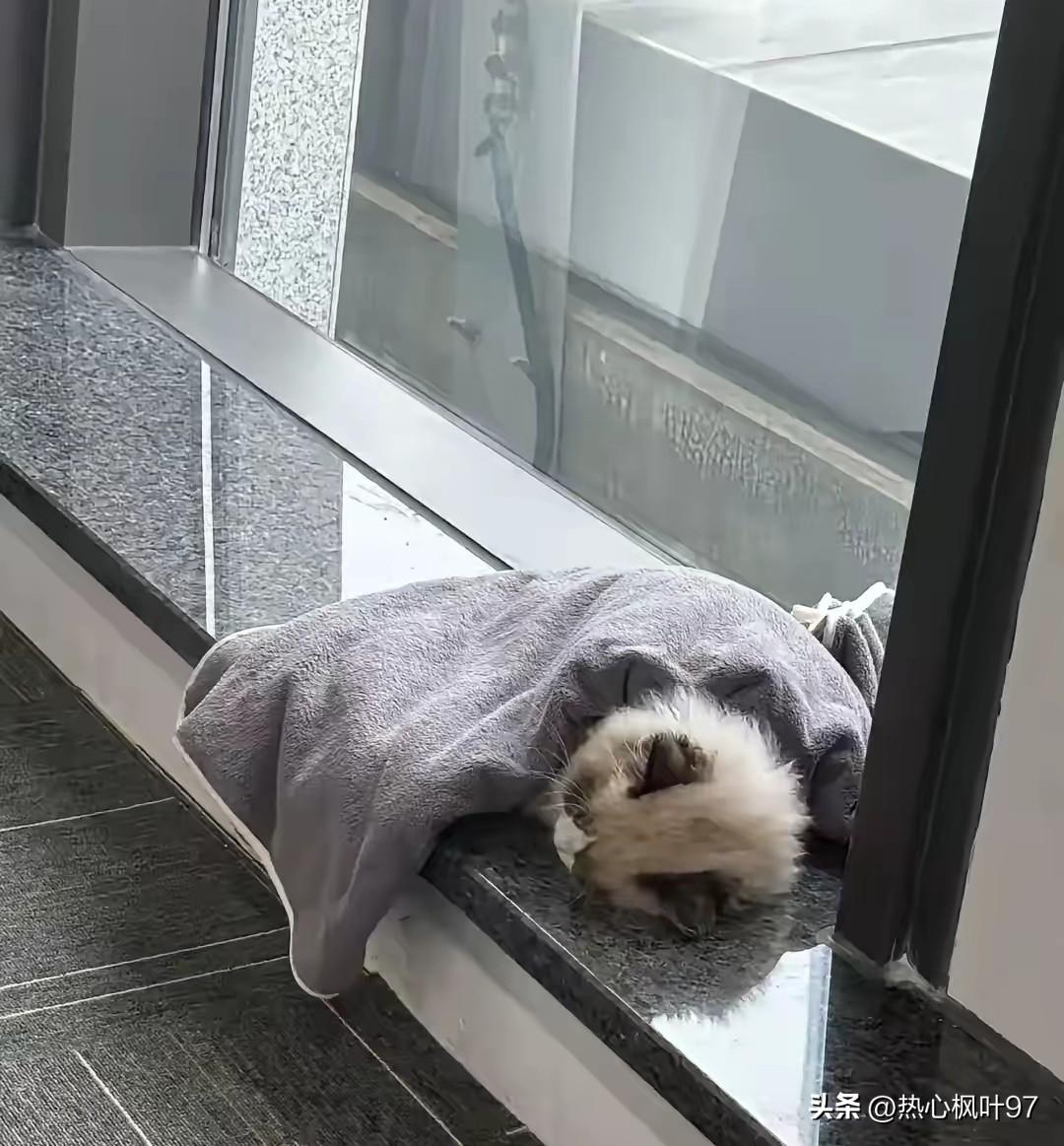 破防了！大雨天银行窗台的流浪猫，被一群陌生人温柔守护，看完心都暖透了🌧️
 