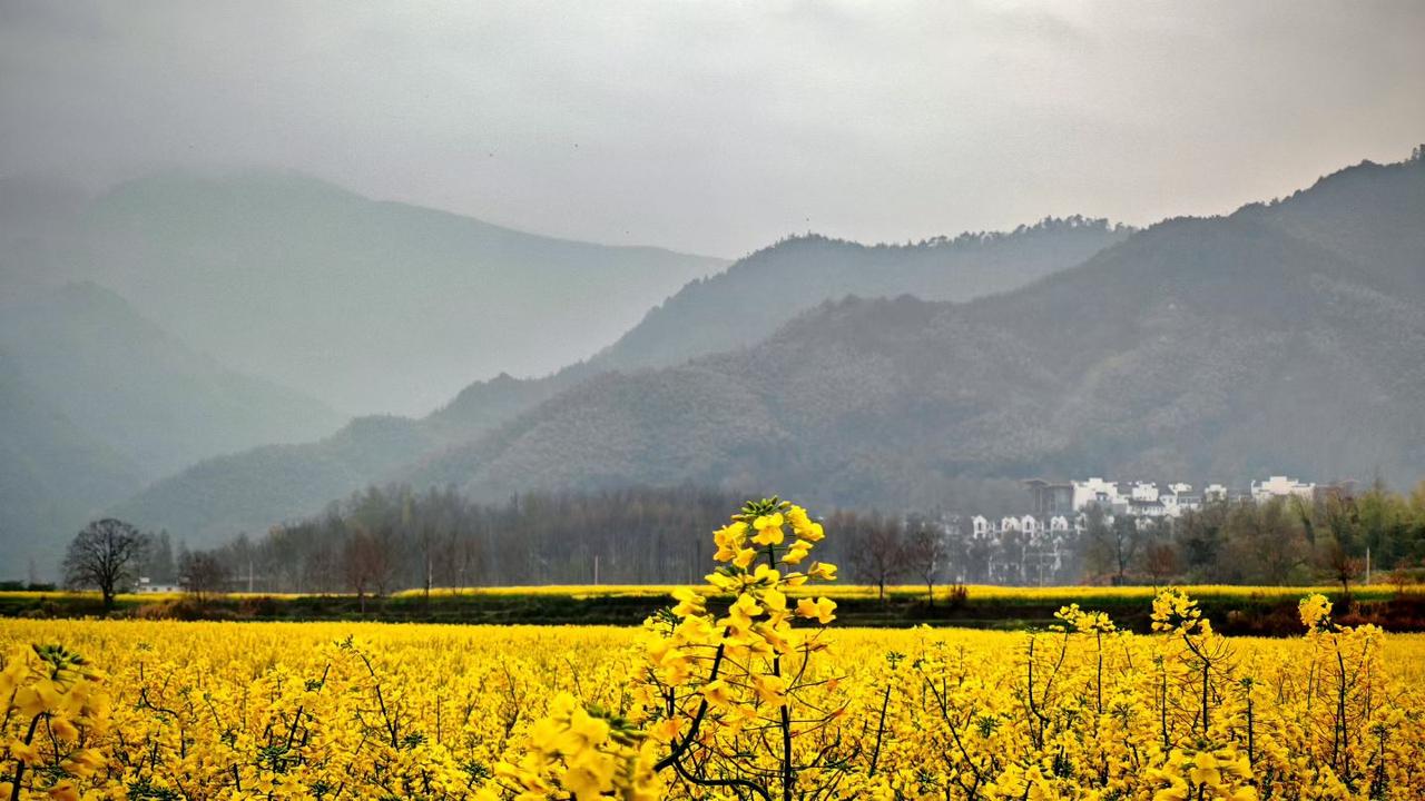 ​2. 风一吹，油菜花田就成了流动的金色海洋。置身其中，才懂什么是真正的“春色无