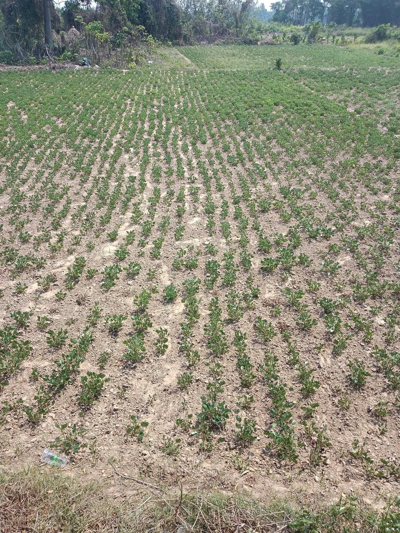 高温！高温！谁来救救没有高温补贴的海南农民！谁来救救没有水利灌溉海南莊稼！
海南