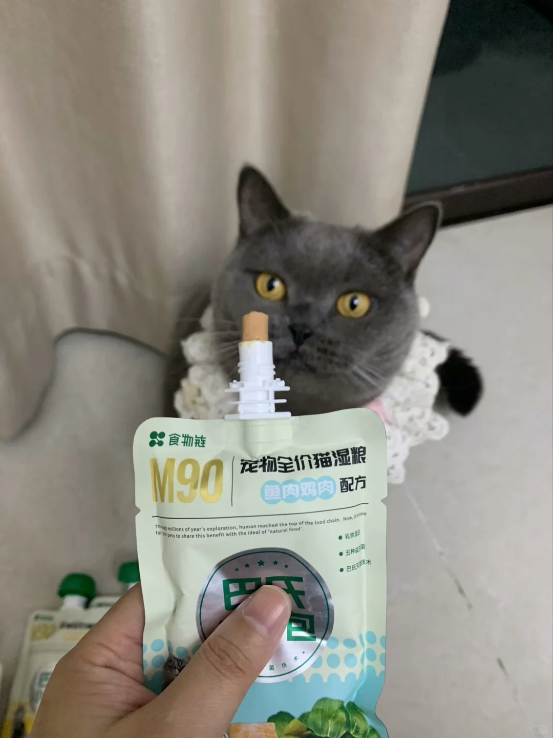 猫咪夏天必不可少的湿粮