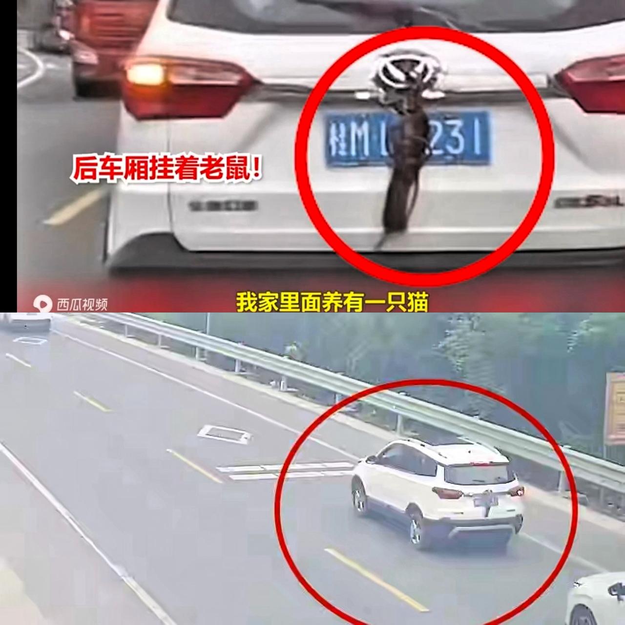 司机挂俩老鼠在车后窗上，
想给猫当口粮吃结果却被扣9分！
这亏真的吃得太离谱啦？