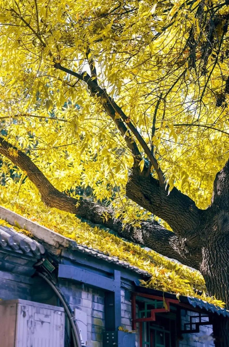 #到我家乡玩一天# 
真正的北京。这座城市有着无穷的历史底蕴，而这些古老而又美丽