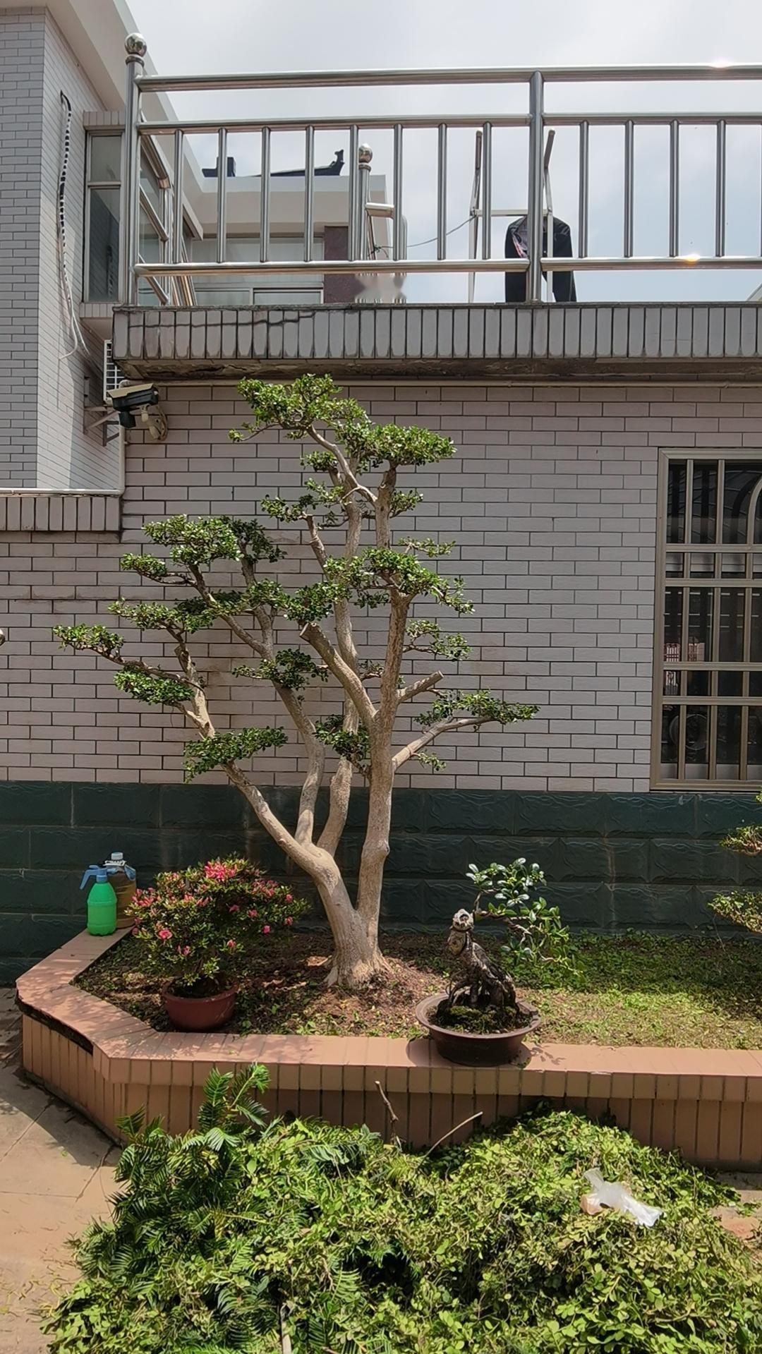 庭院葱茏夏景妍，
品茗赏静鸟声绵。
栖身草舍心无羡，
……
邀请你来结尾[握手]